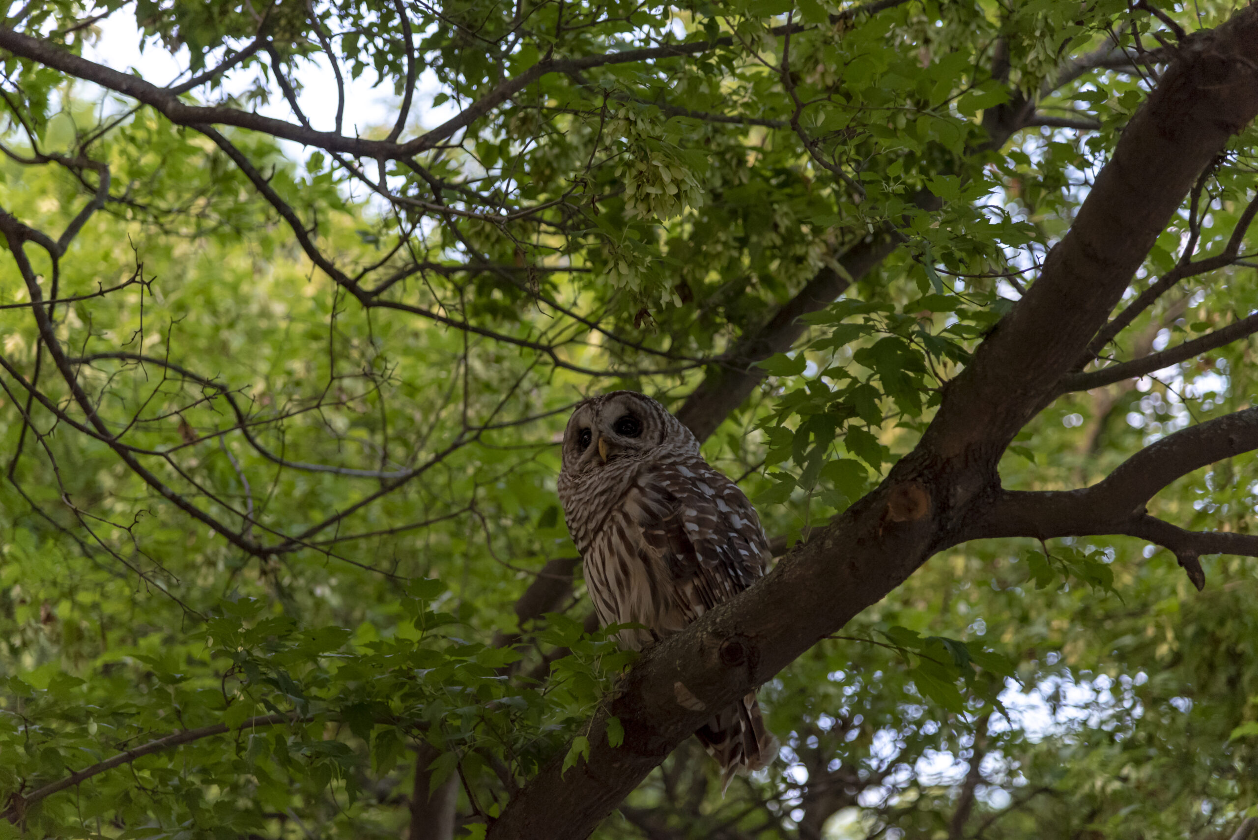 Barred Owl perched in mature forest, showing brown barred plumage
