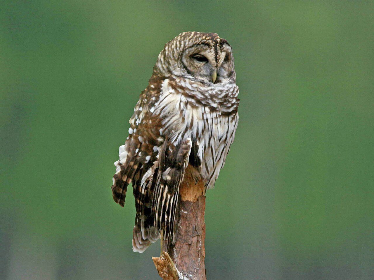 Barred Owl perched on a snag with streaked chest and dark eyes