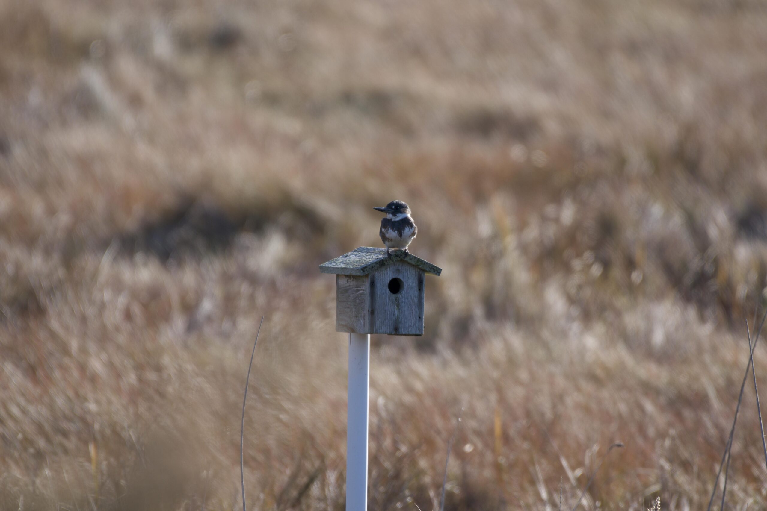 Belted Kingfisher with a shaggy blue crest, teal-blue upperparts, and a white collar