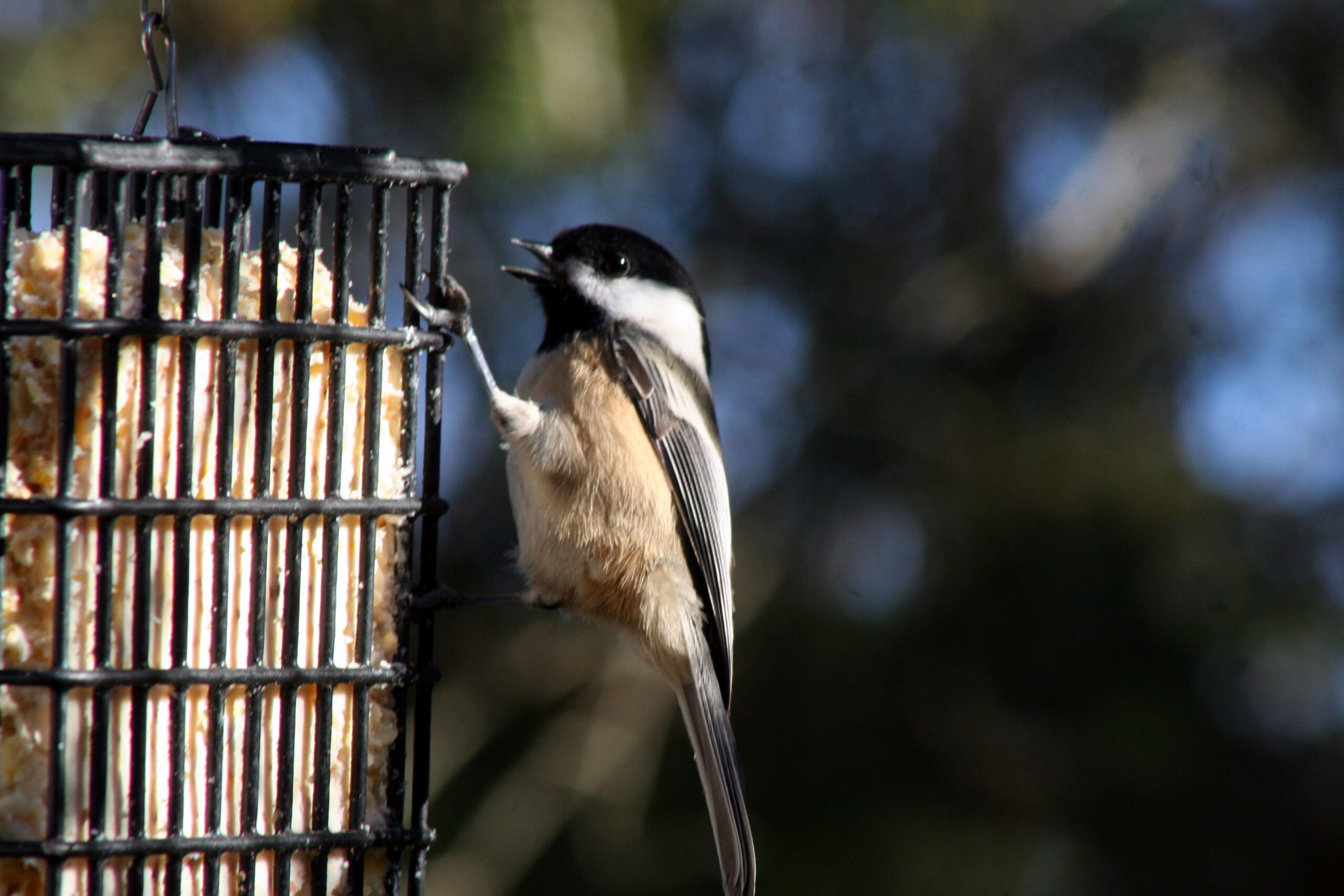Black-capped Chickadee visiting a suet feeder in winter