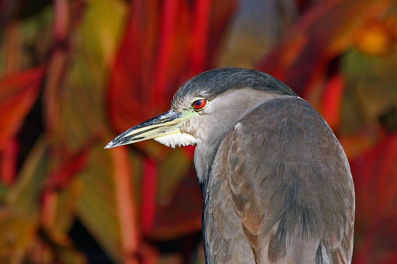 Black-crowned Night-Heron adult perched with black cap and red eye
