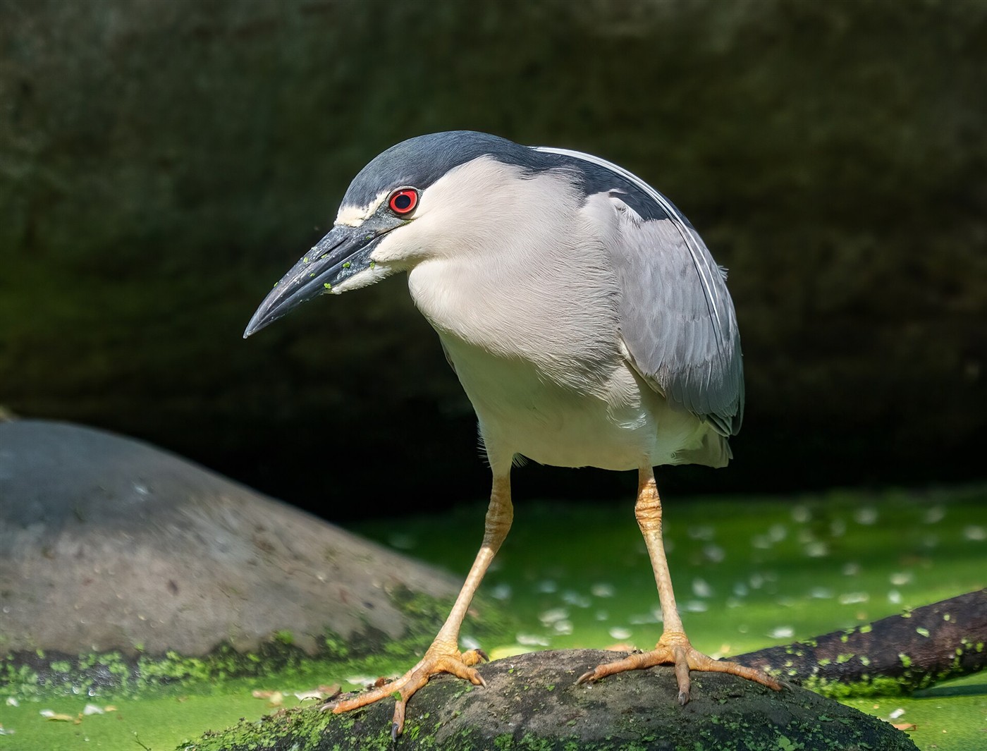Black-crowned Night-Heron standing on a rock with black cap and back, gray wings, red eye and yellow legs