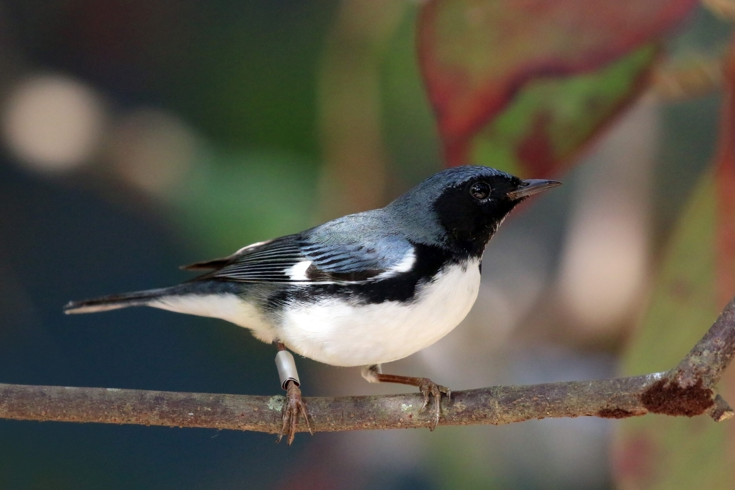 Adult male Black-throated Blue Warbler with dark blue upperparts, black face and throat, and white underparts