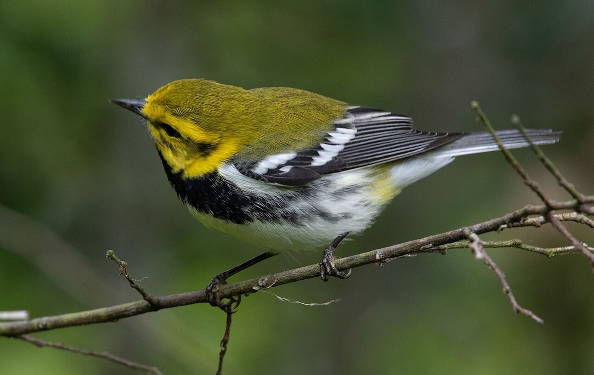 Male Black-throated Green Warbler with yellow face, black throat and white wingbars perched on a twig