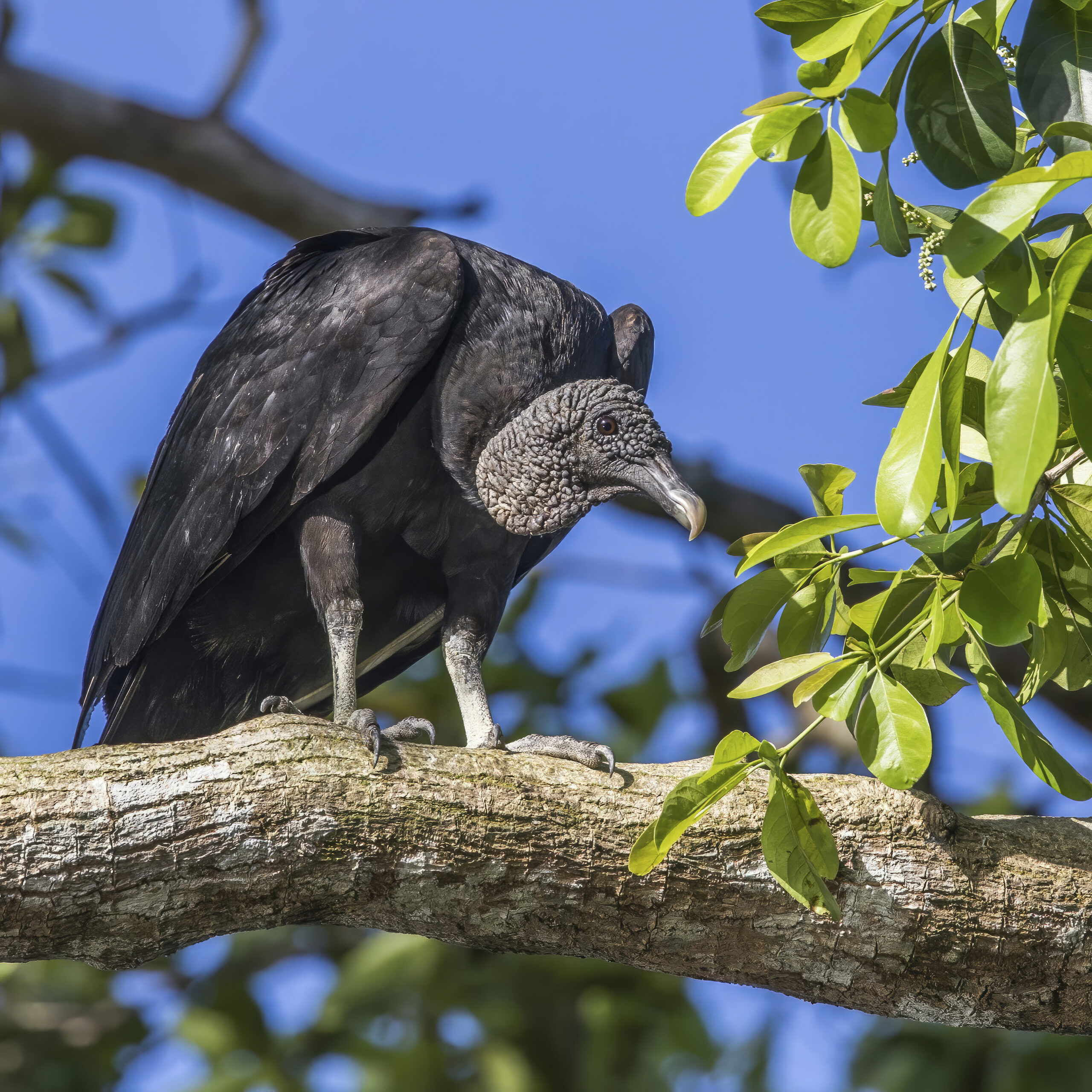 Black Vulture in flight, showing white wingtip patches