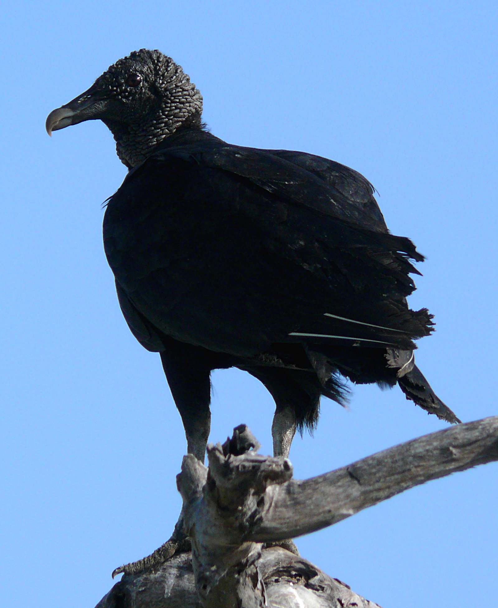 Black Vulture perched, showing bare gray head and short squared tail