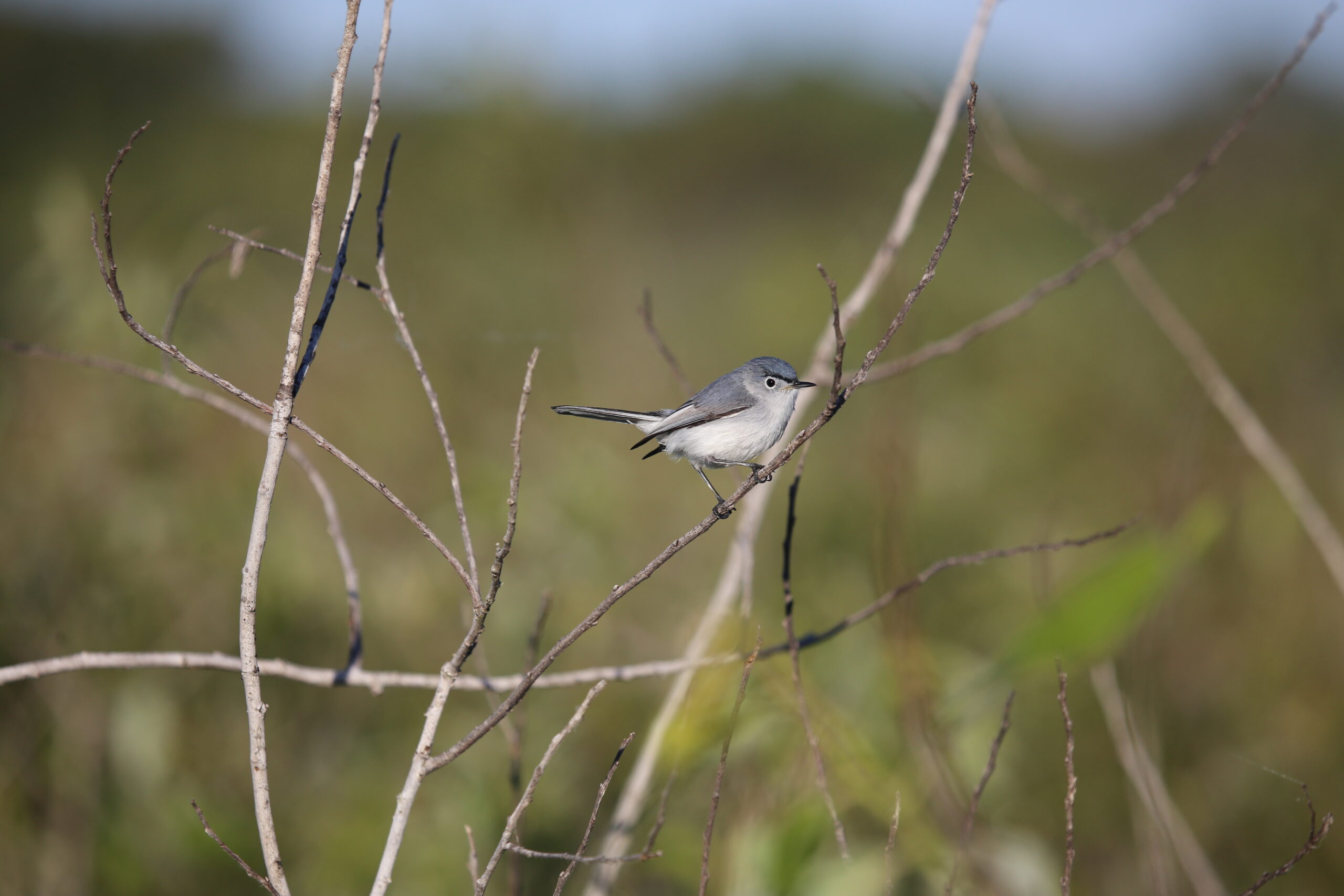Blue-gray Gnatcatcher with blue-gray upperparts, lighter gray underparts, and a long black and white tail