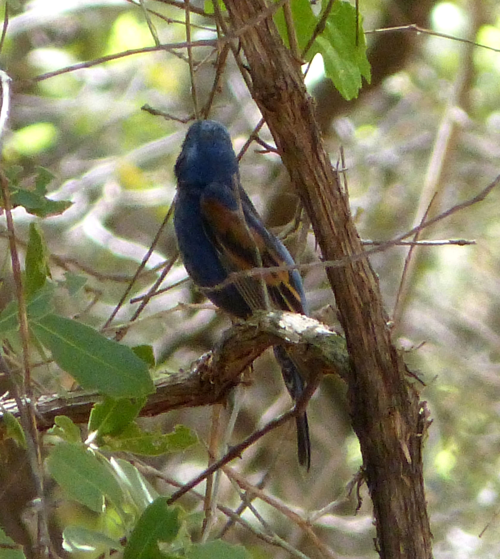 Adult male Blue Grosbeak with dark blue body, chestnut wingbars, and a large cone-shaped beak
