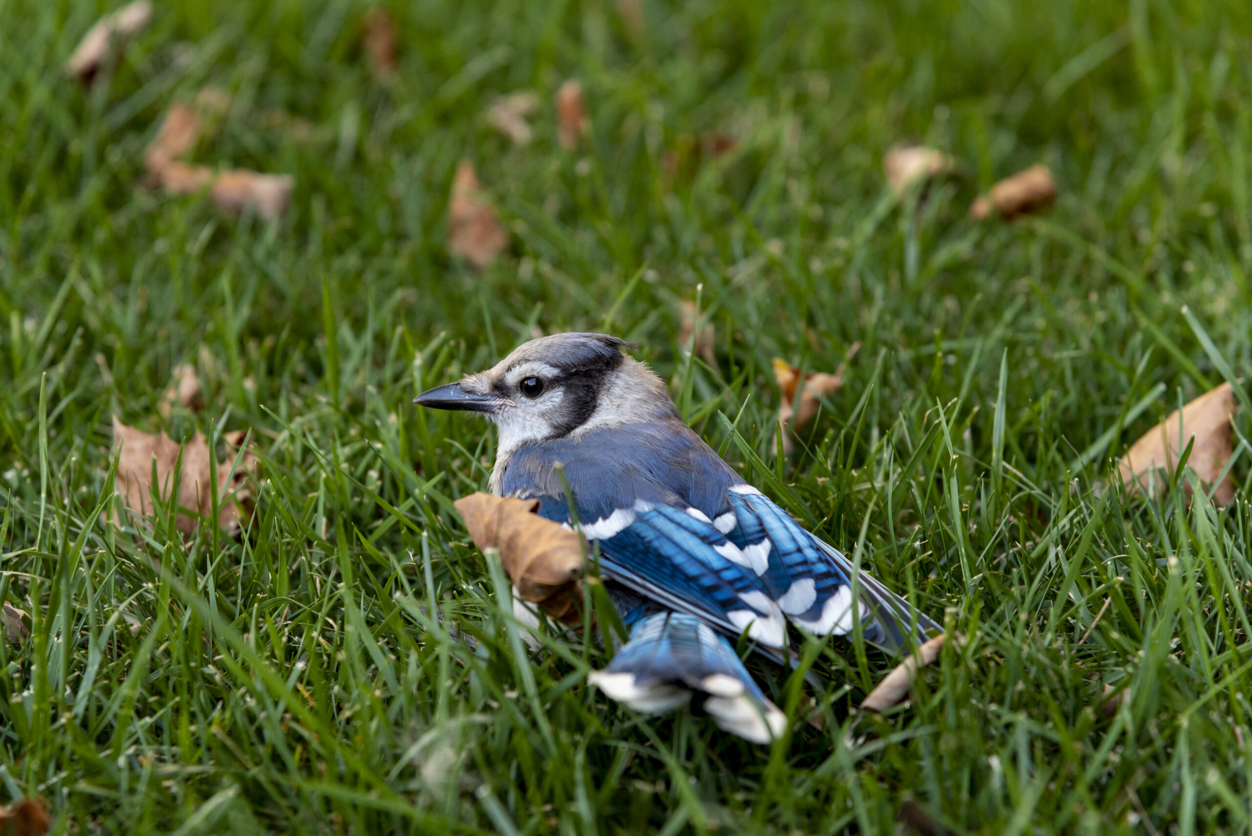 Blue Jay perched, showing grayish-blue back, bright blue wings and tail, and light gray underparts