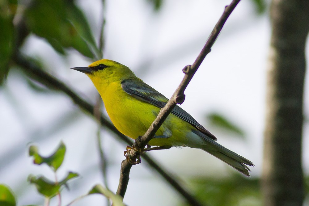 Male Blue-winged Warbler with yellow head and underparts, black eyeline and blue-gray wings