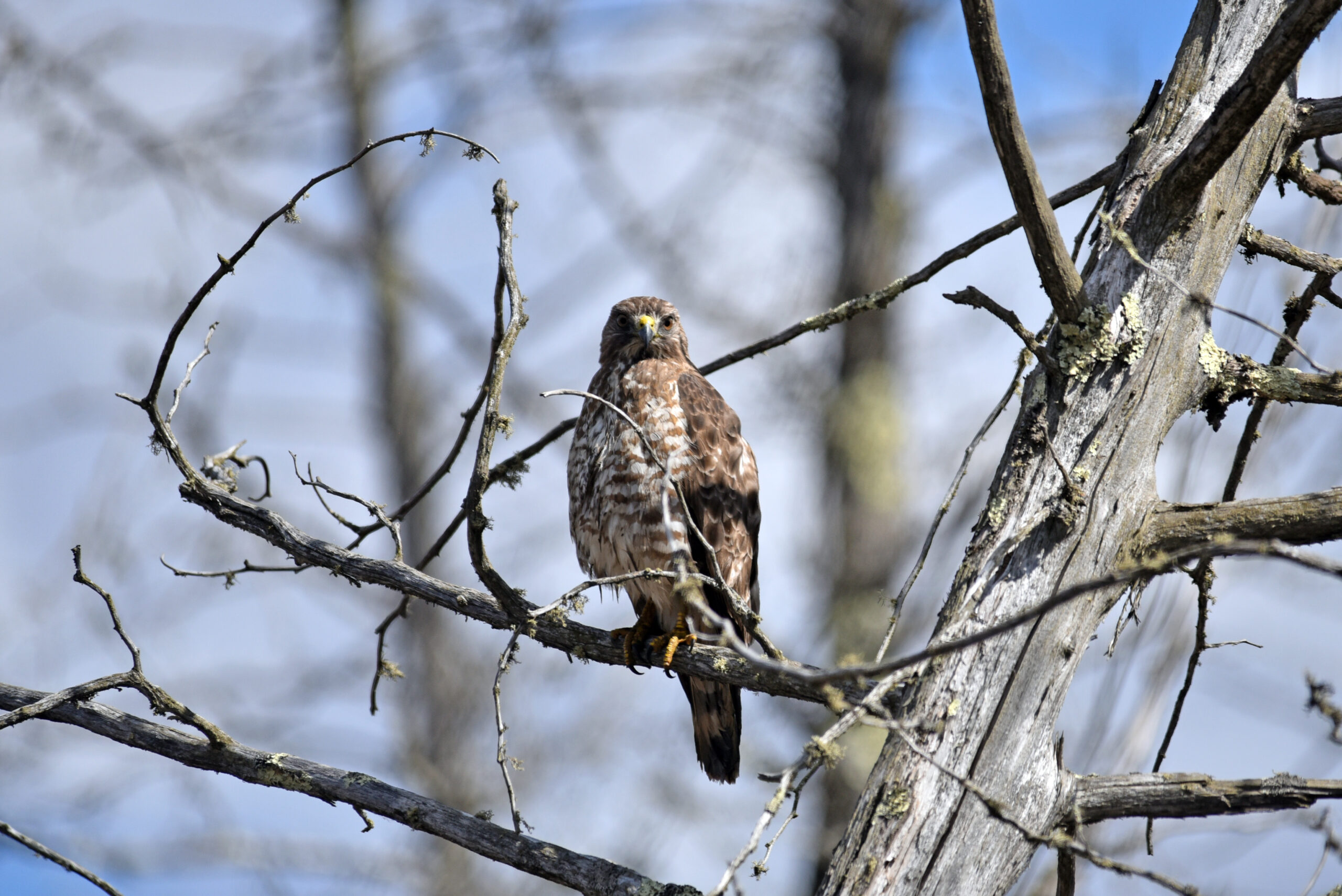Broad-winged Hawk perched, showing broad dark-and-white banded tail