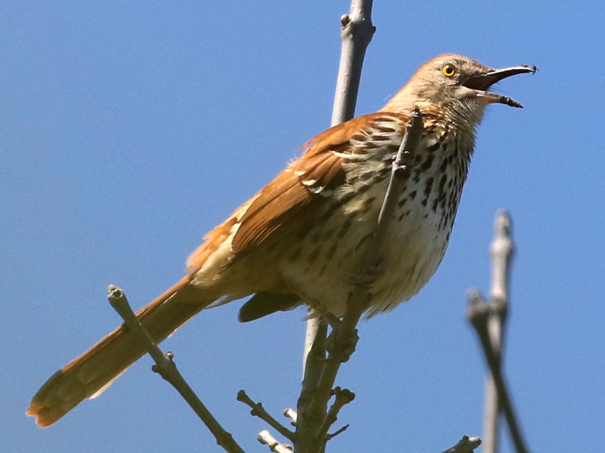 Brown Thrasher with yellow eye and rufous back singing from a bare treetop