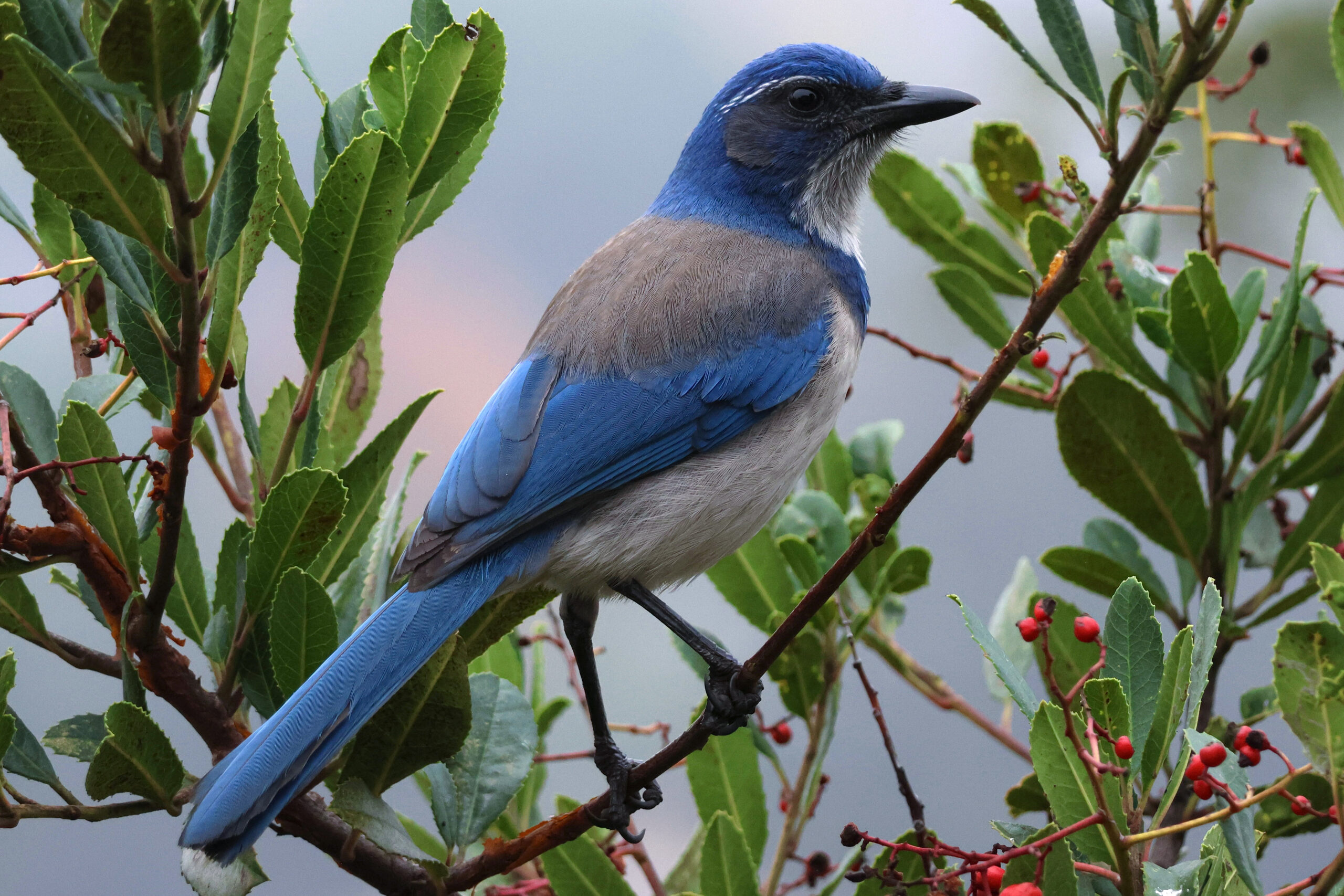California Scrub-Jay with azure blue head, wings and tail, and a white throat streaked with gray