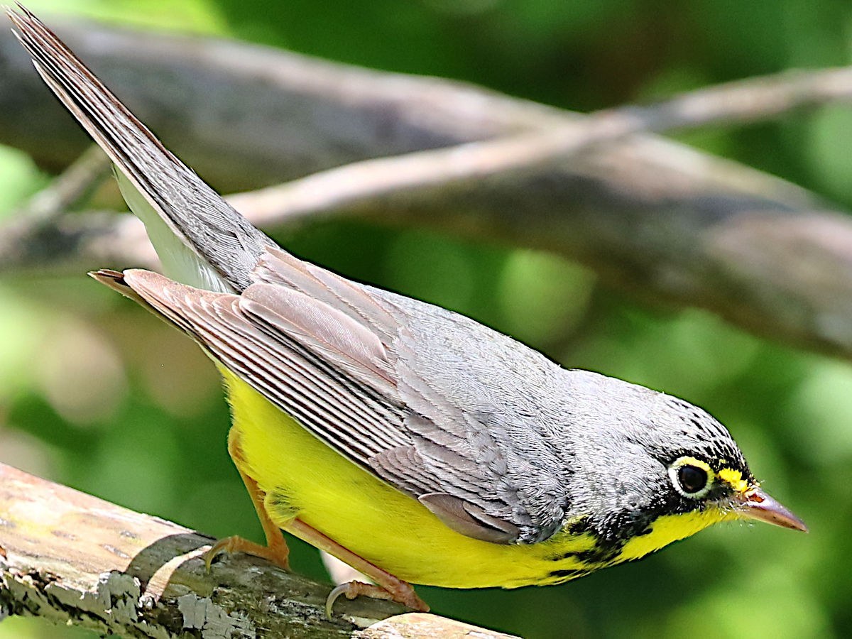 Male Canada Warbler with blue-gray back, yellow belly and white eye ring perched on a branch