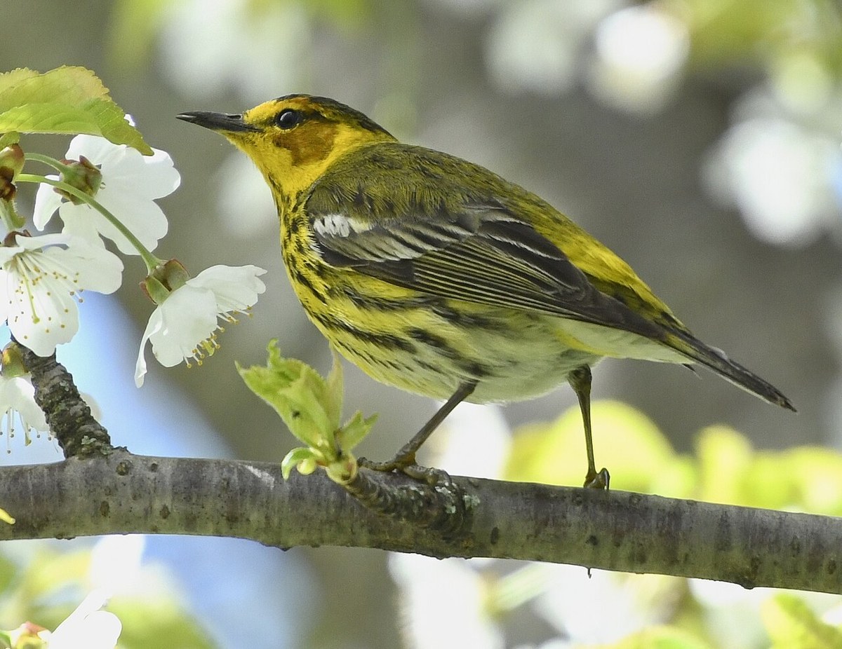Male Cape May Warbler with chestnut cheek and heavily streaked yellow underparts perched among blossoms