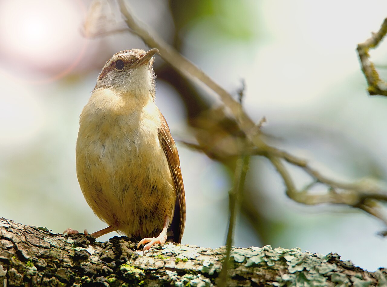 Carolina Wren with white eyebrow stripe and buff belly perched on a lichen-covered limb