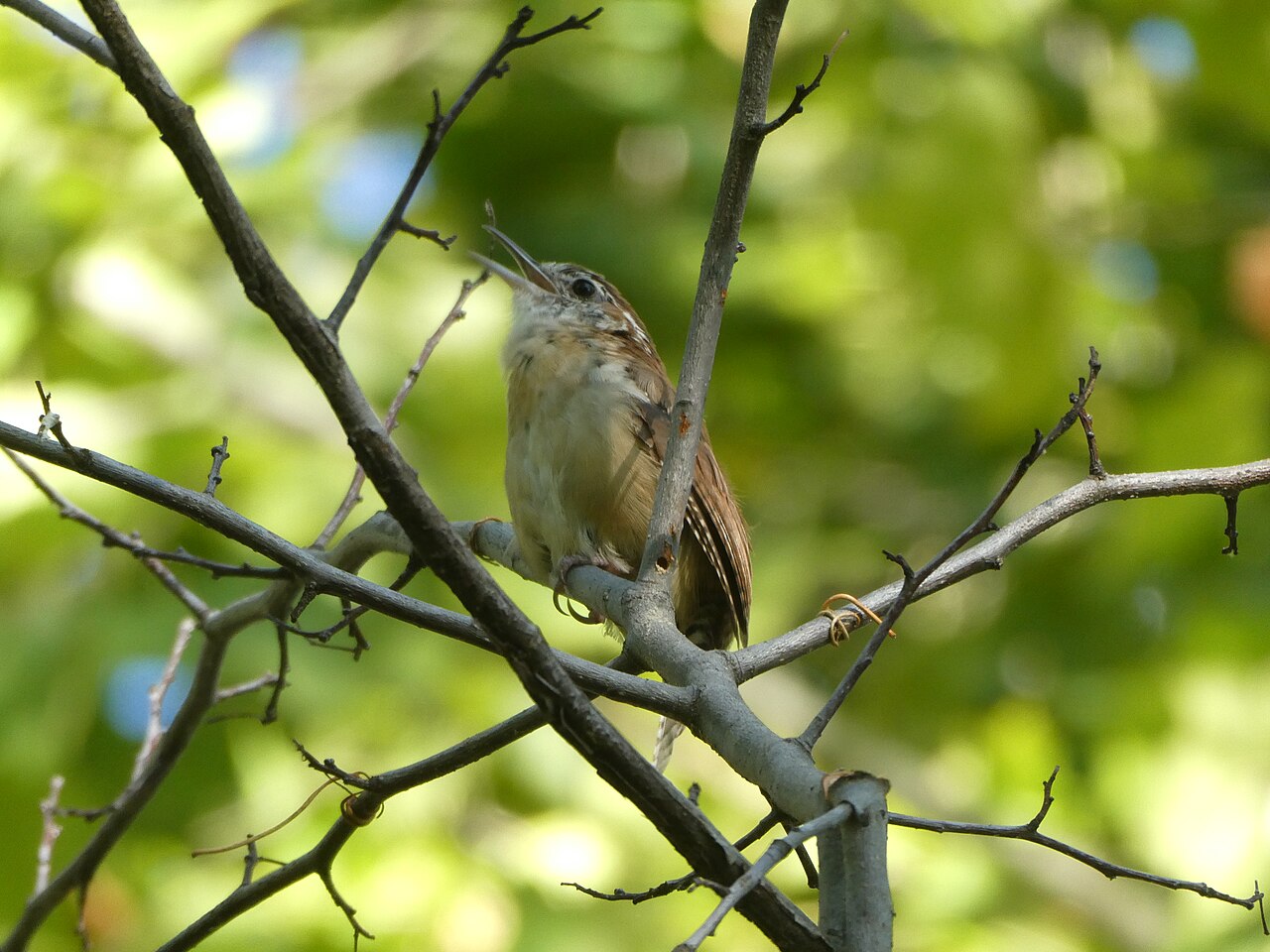 Carolina Wren with buff underparts and head tilted upward singing from a thin branch