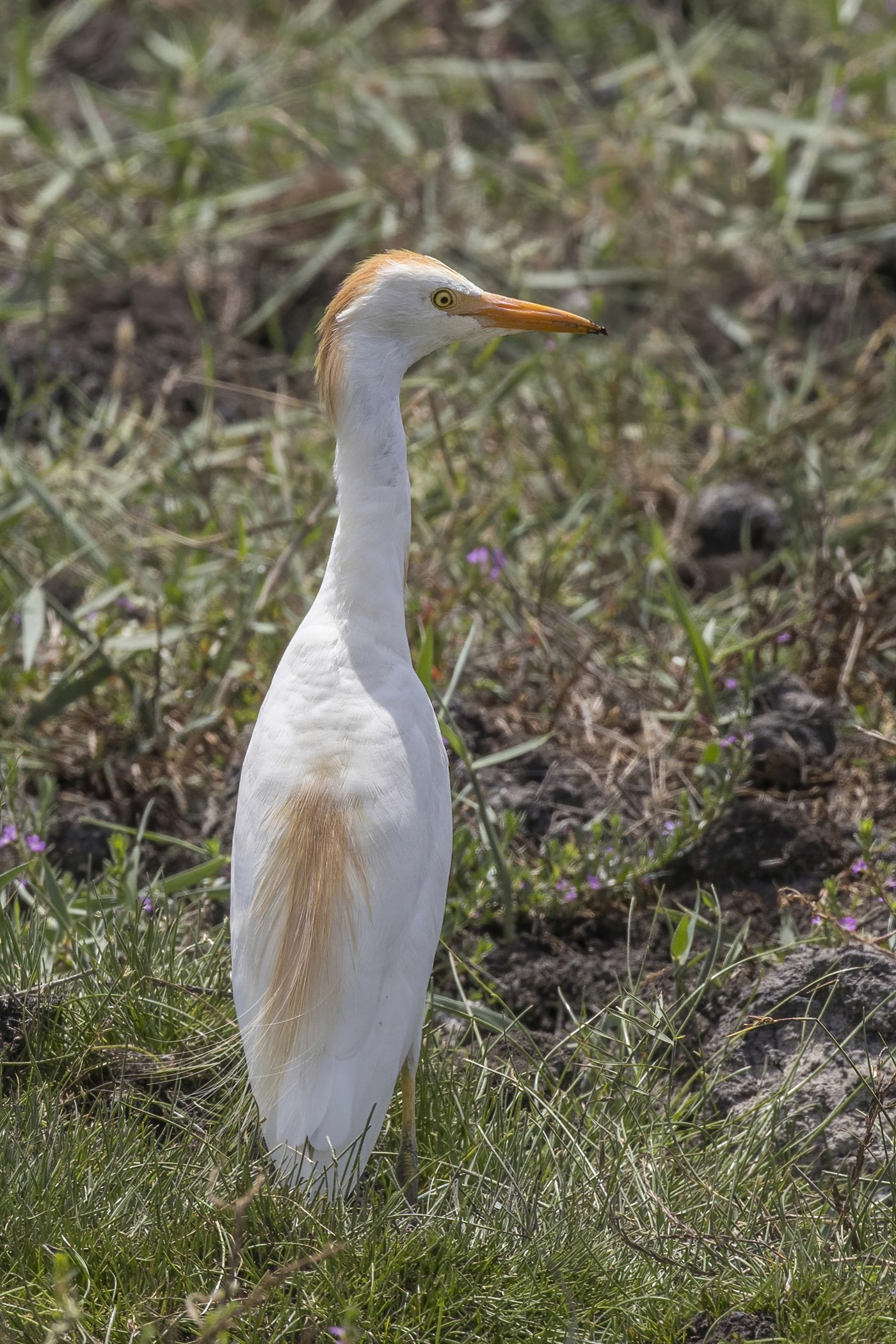 Cattle Egret in breeding plumage with buff-orange crown, breast and back and an orange-yellow bill