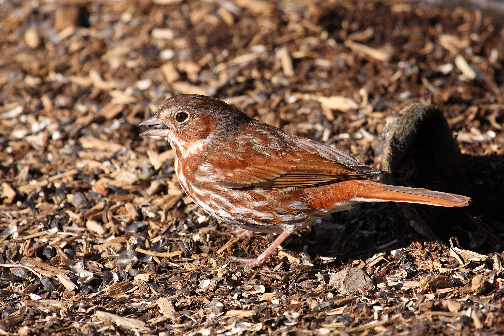Fox Sparrow