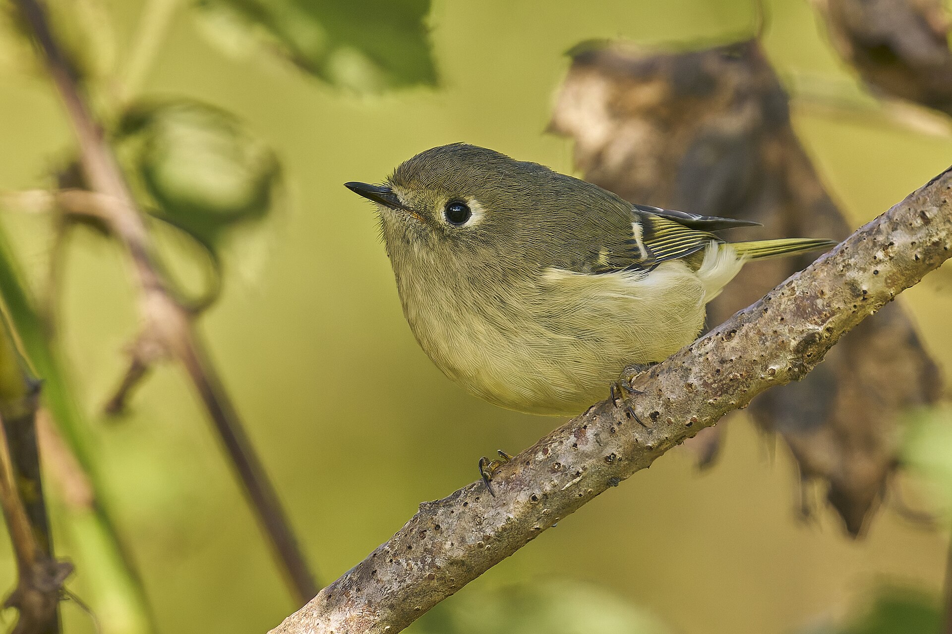 Ruby-crowned Kinglet