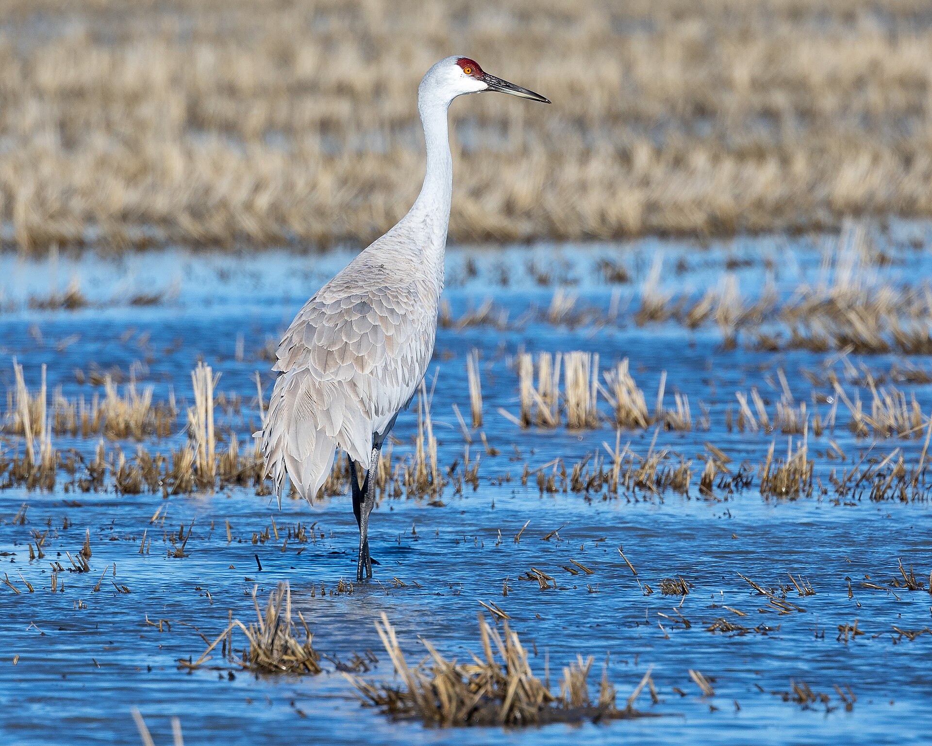 Sandhill Crane