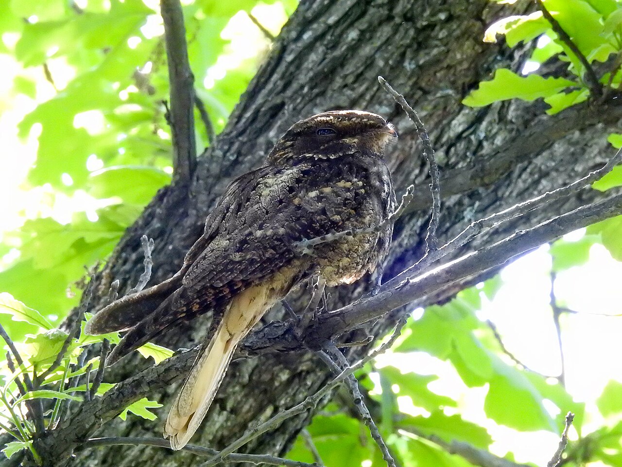 Chuck-will's-widow perched in an oak tree showing its large flat head and buff tail