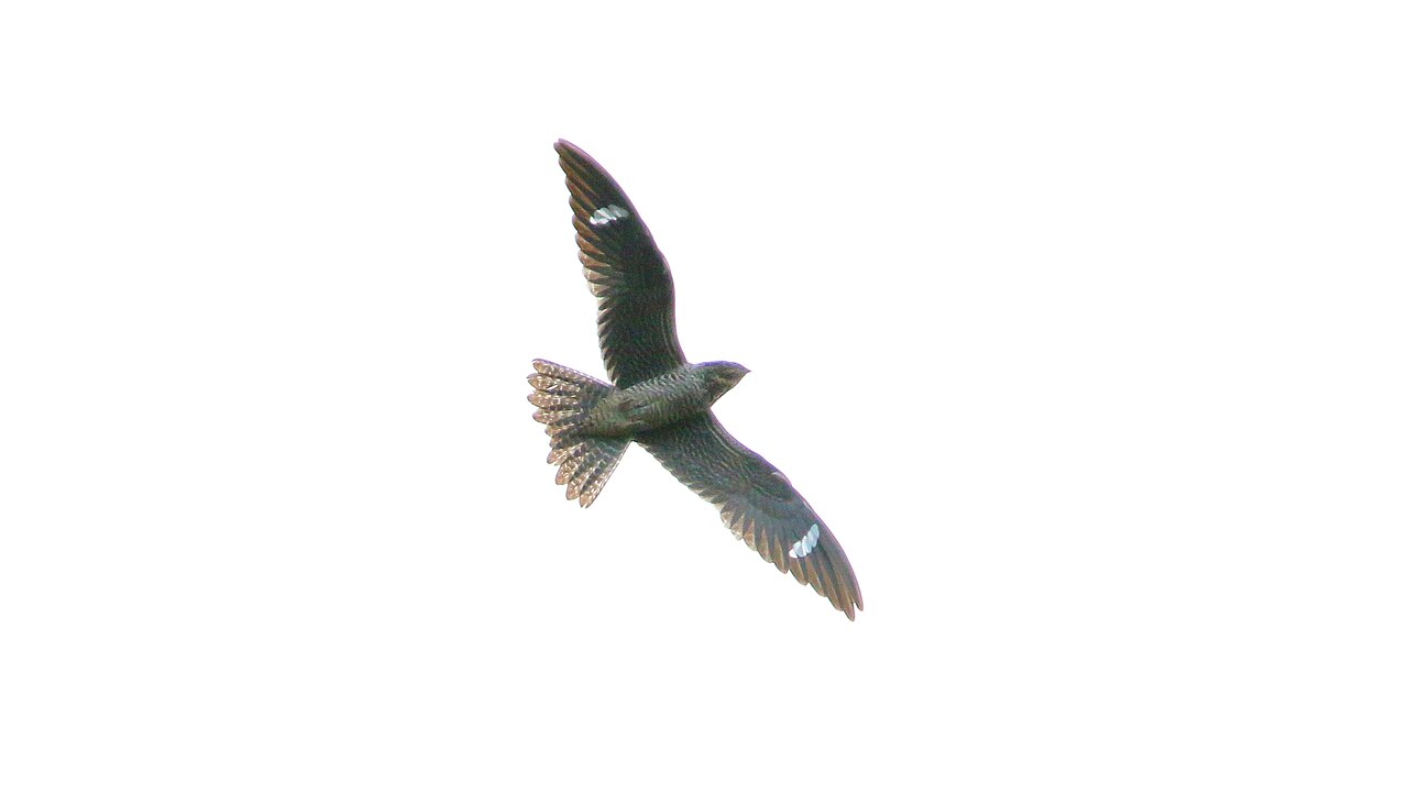 Common Nighthawk in flight showing white wing patches