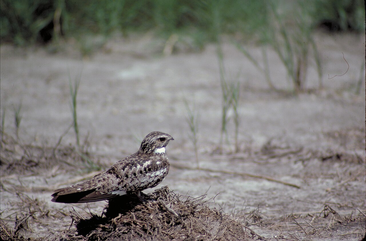 Common Nighthawk perched on bare sandy ground with white throat patch and white wing bar visible