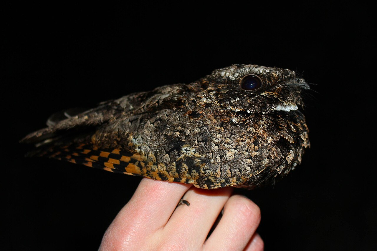 Common Poorwill held in the hand showing its short rounded wings and checkered tail