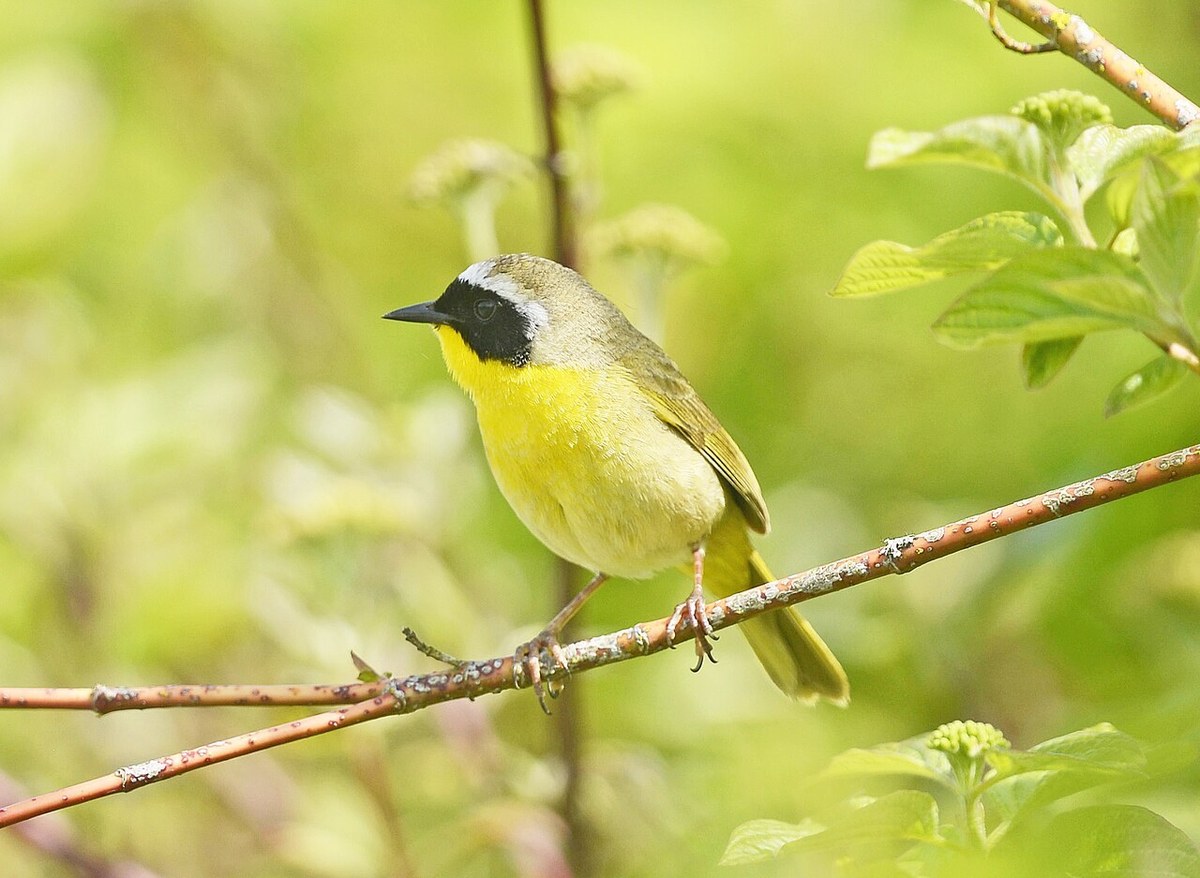 Male Common Yellowthroat with black face mask and yellow throat perched on a twig
