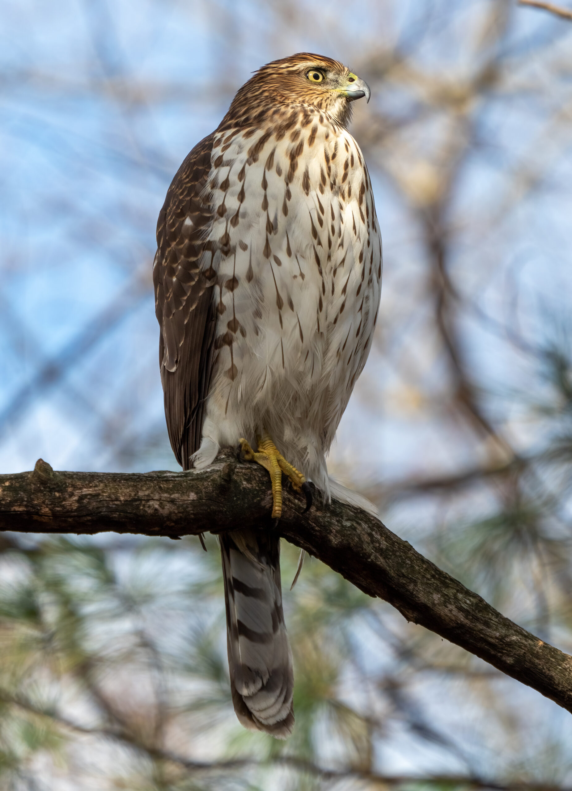 Cooper's Hawk perched, showing rounded tail tip and blocky head
