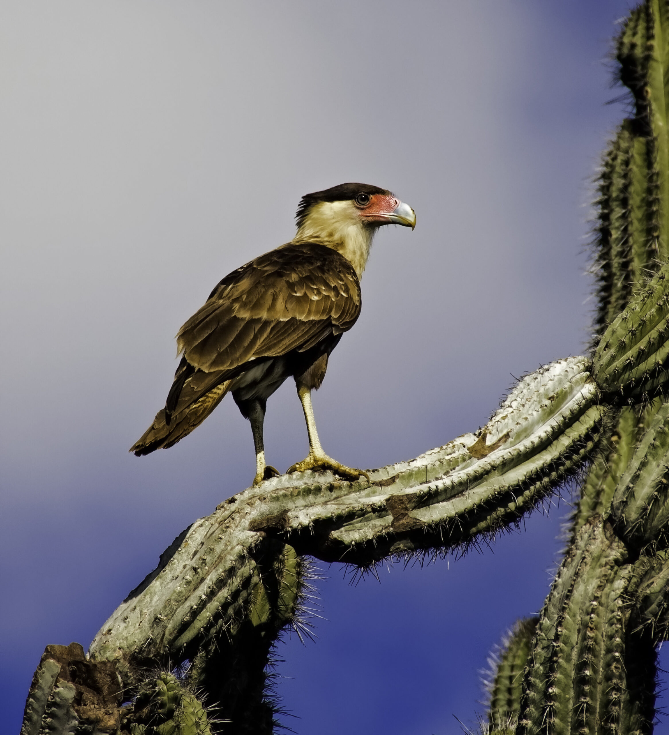 Crested Caracara perched on a cactus, showing bare orange face and black cap