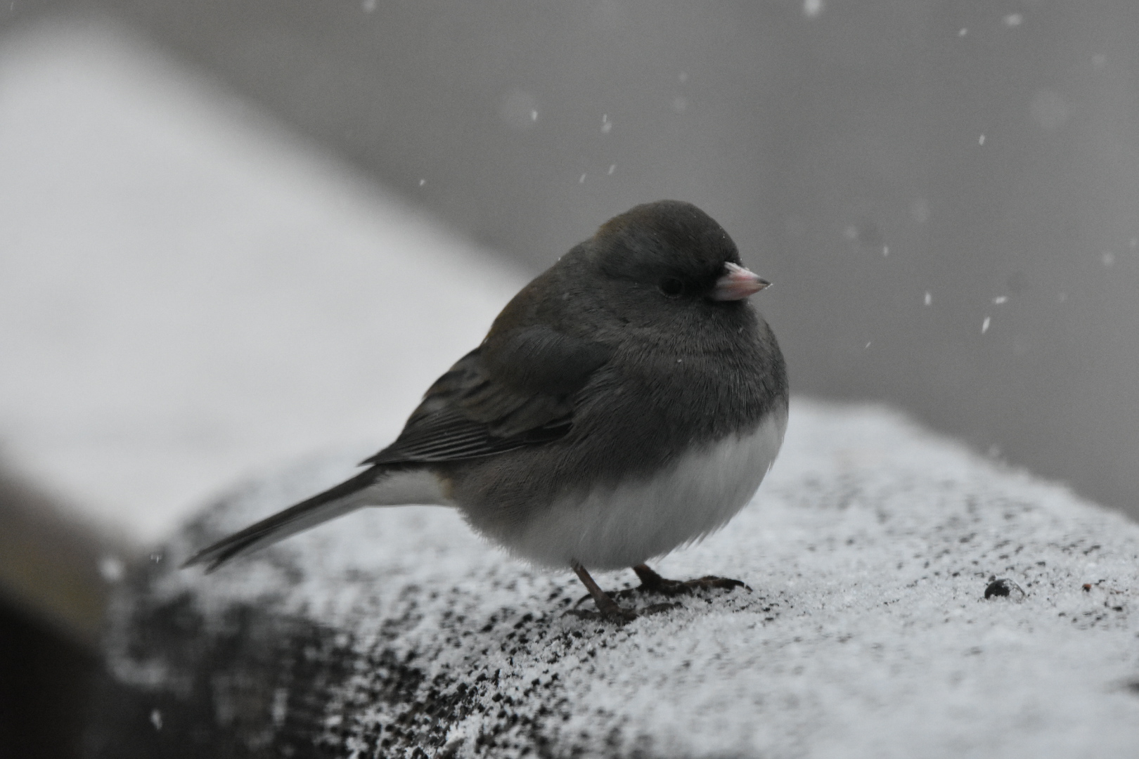 Dark-eyed Junco standing in snow