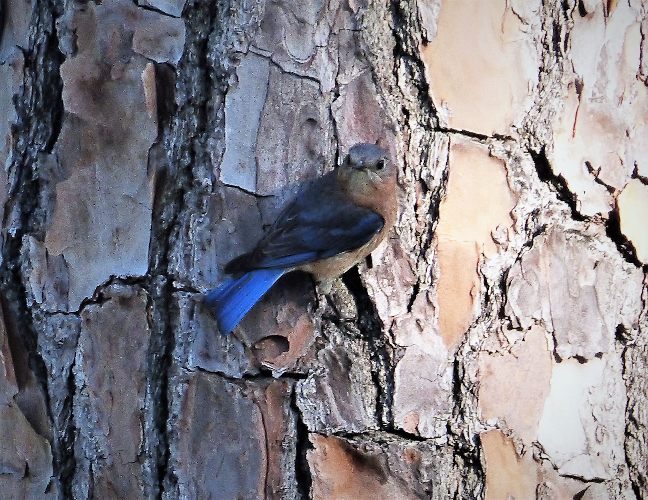Adult male Eastern Bluebird perched, showing rich blue upperparts and rufous-orange chest