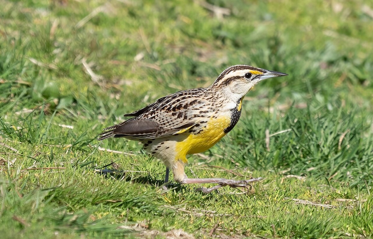 Eastern Meadowlark with yellow underparts and a black V on the chest walking on grass