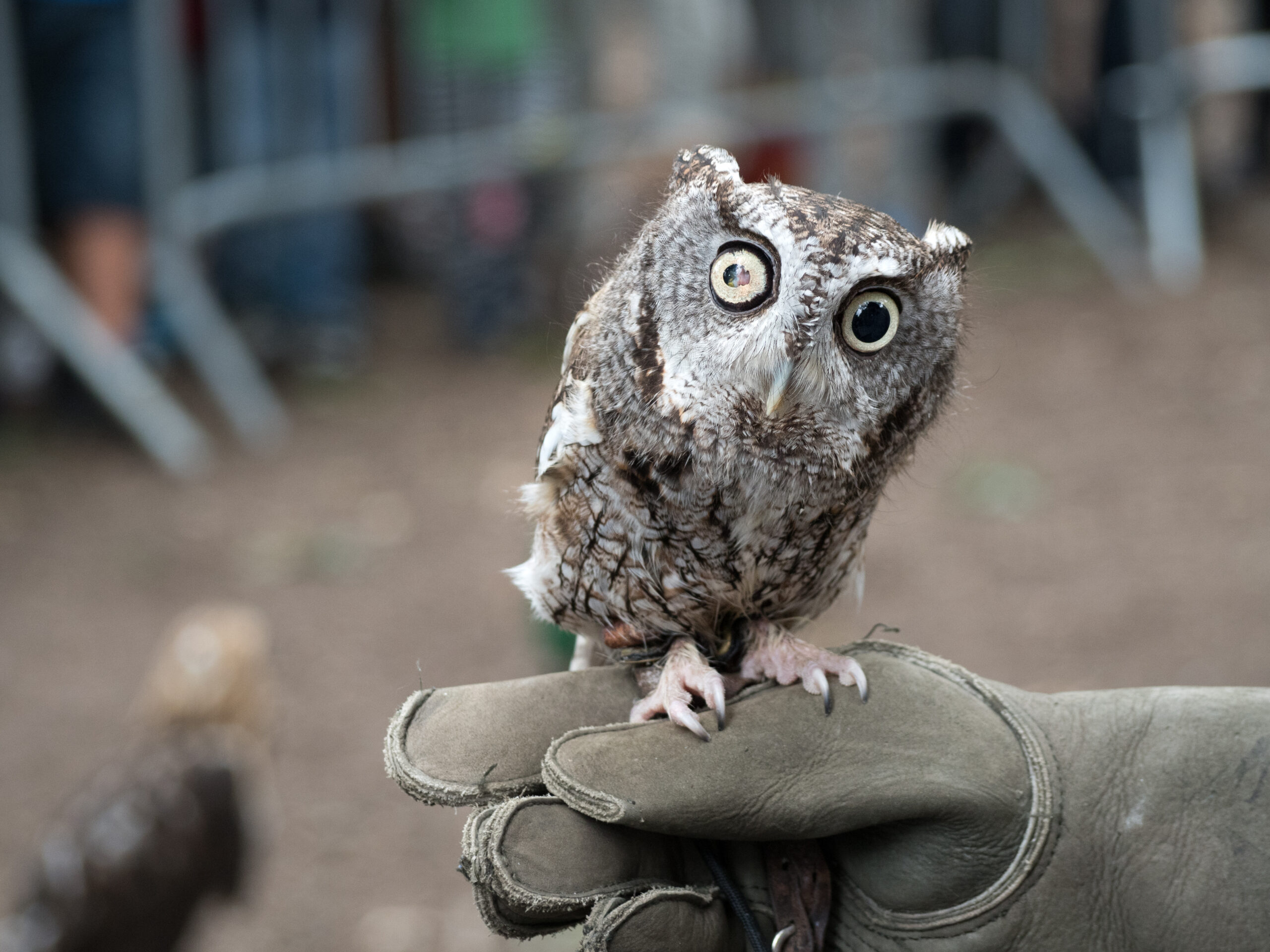 Eastern Screech-Owl perched in a tree cavity entrance