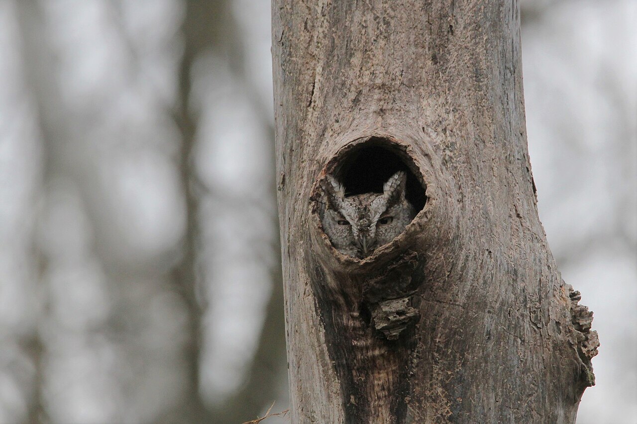 Eastern Screech-Owl looking out of a tree cavity