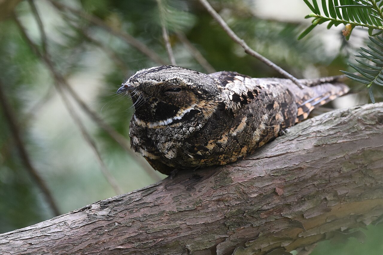 Eastern Whip-poor-will resting on a branch, camouflaged plumage