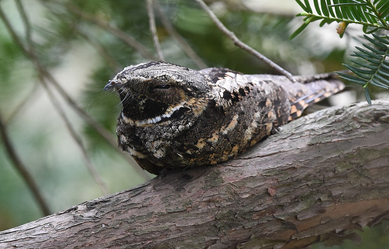 Eastern Whip-poor-will resting along a pine branch with black throat and white throat band