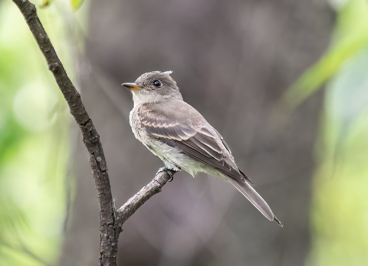 Eastern Wood-Pewee perched upright on a twig showing gray-olive plumage and two pale wing bars