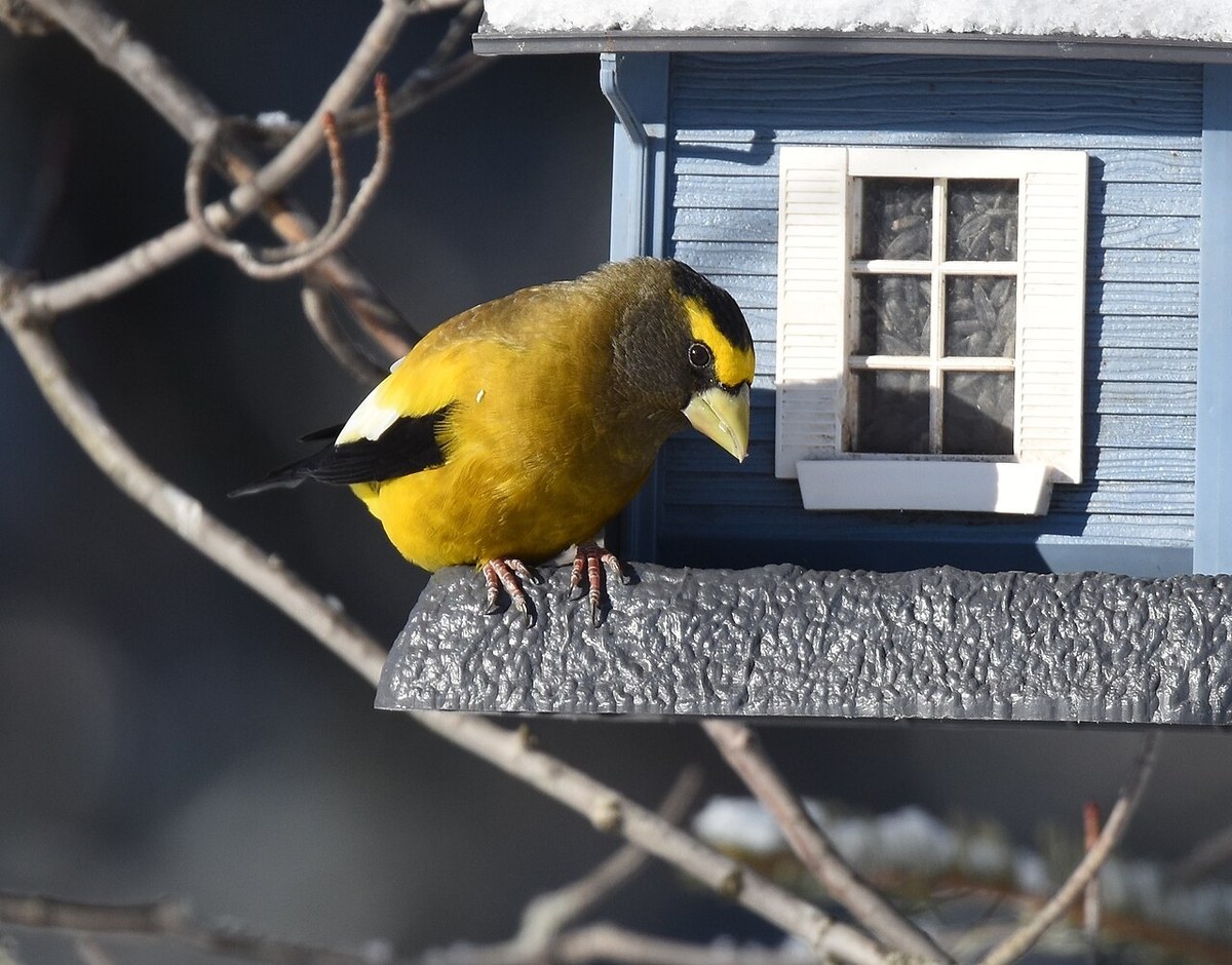 Male Evening Grosbeak with yellow body, black and white wings and thick pale bill at a feeder