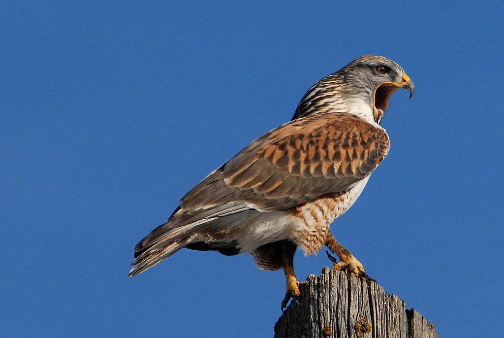 Ferruginous Hawk perched, showing rusty shoulders and pale head