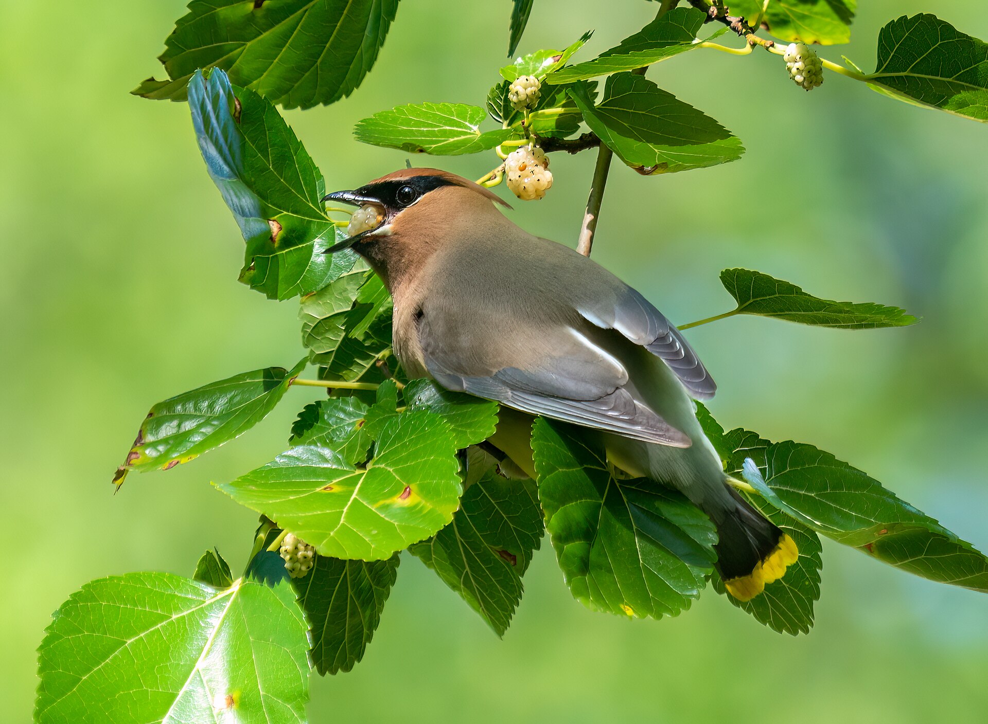 Cedar Waxwing