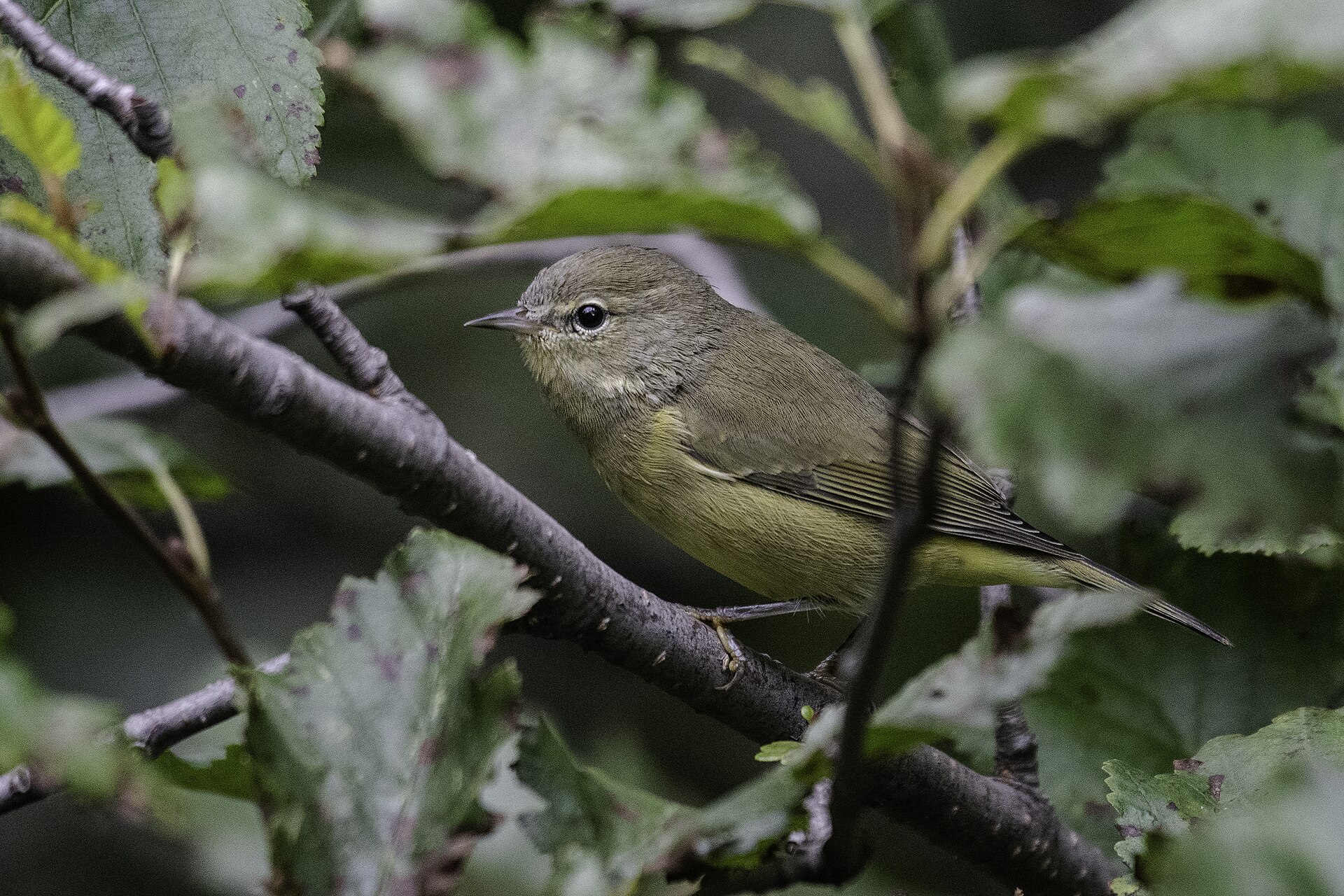 Orange-crowned Warbler