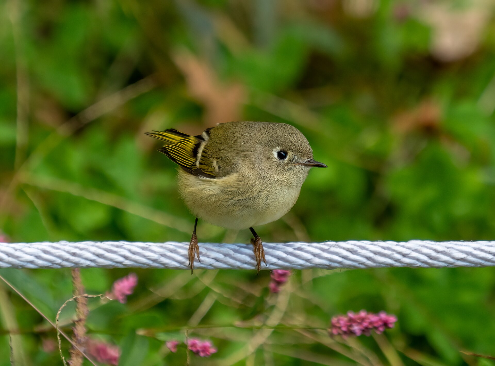 Ruby-crowned Kinglet