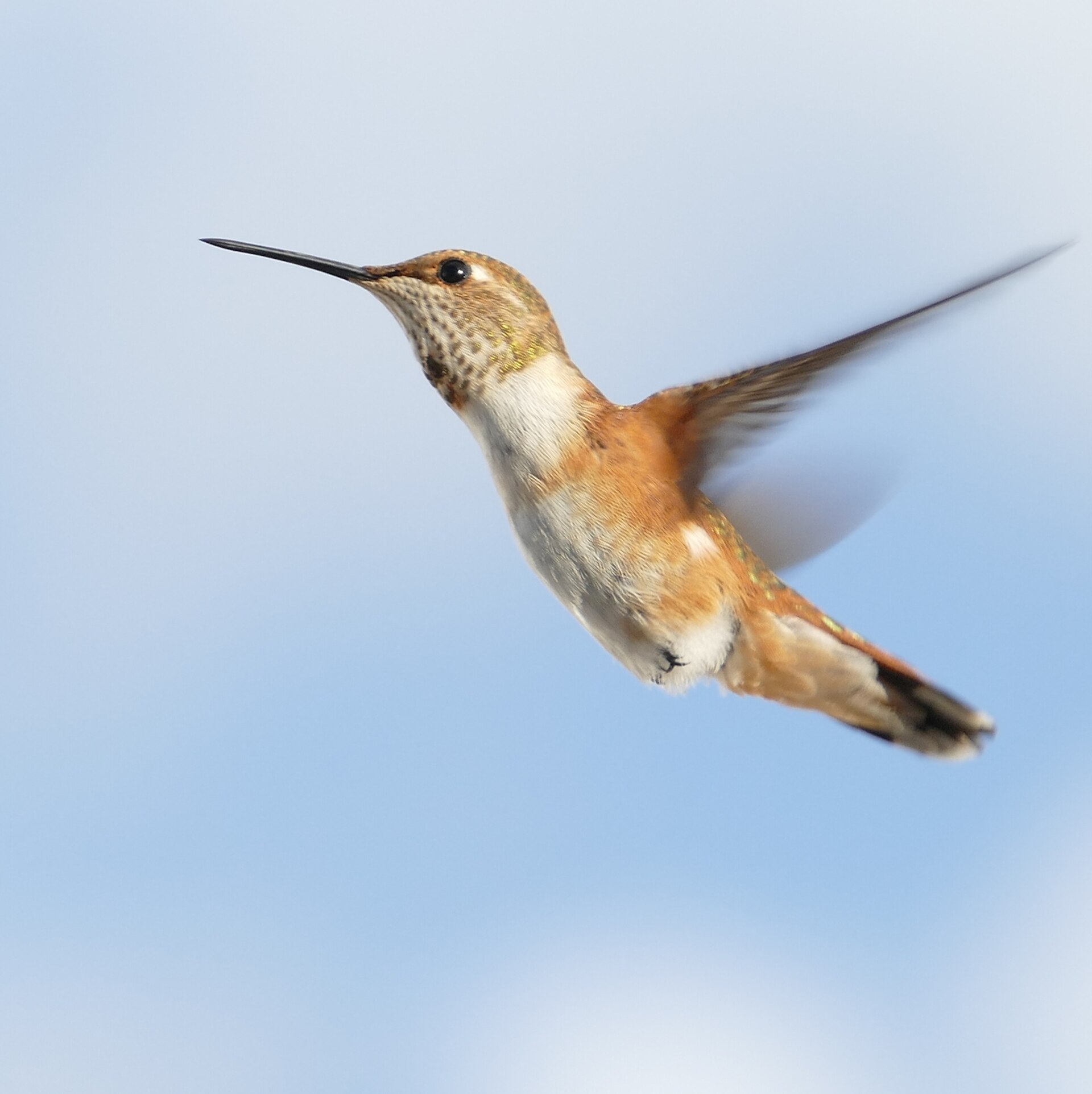 Rufous Hummingbird