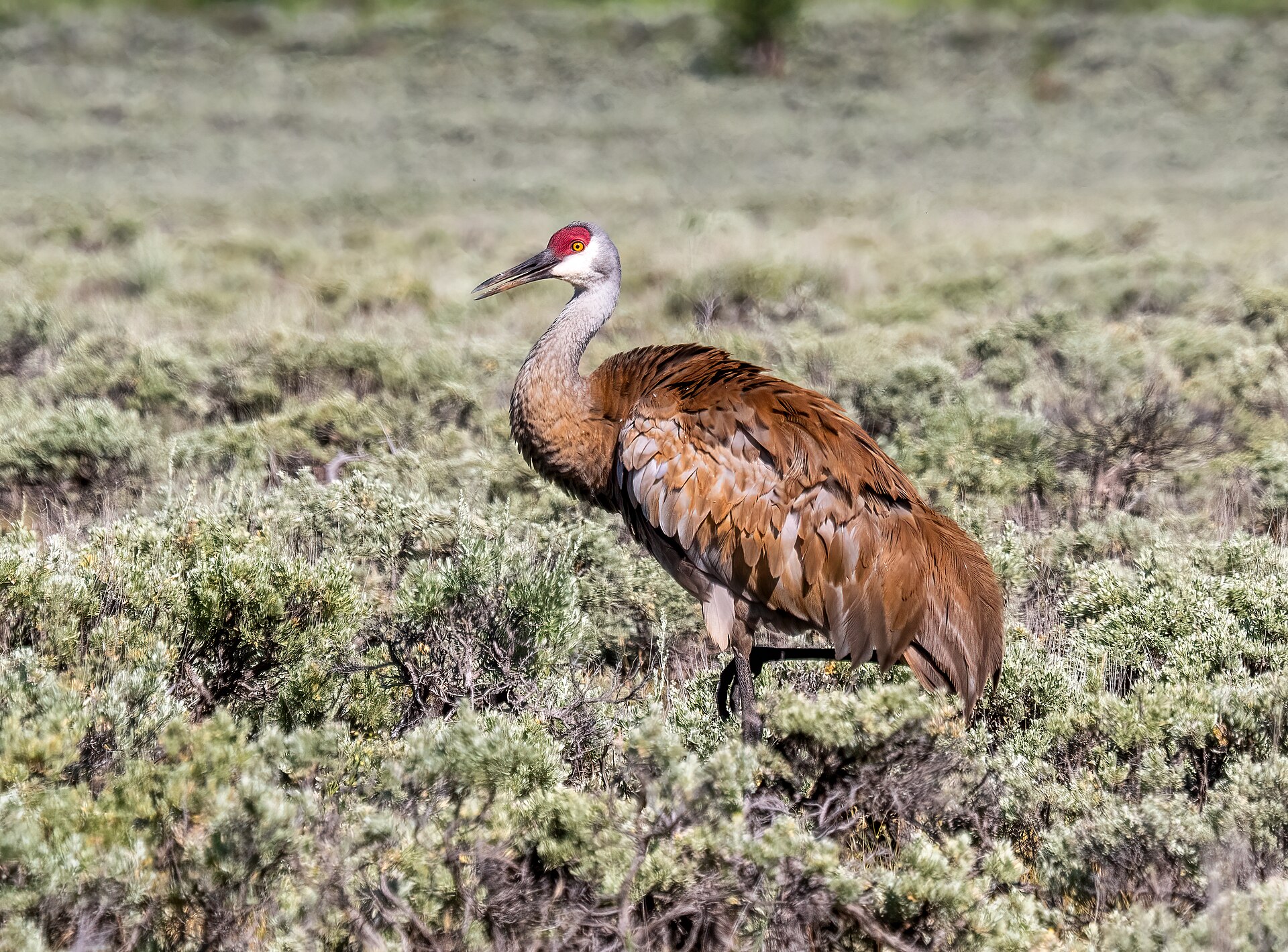 Sandhill Crane