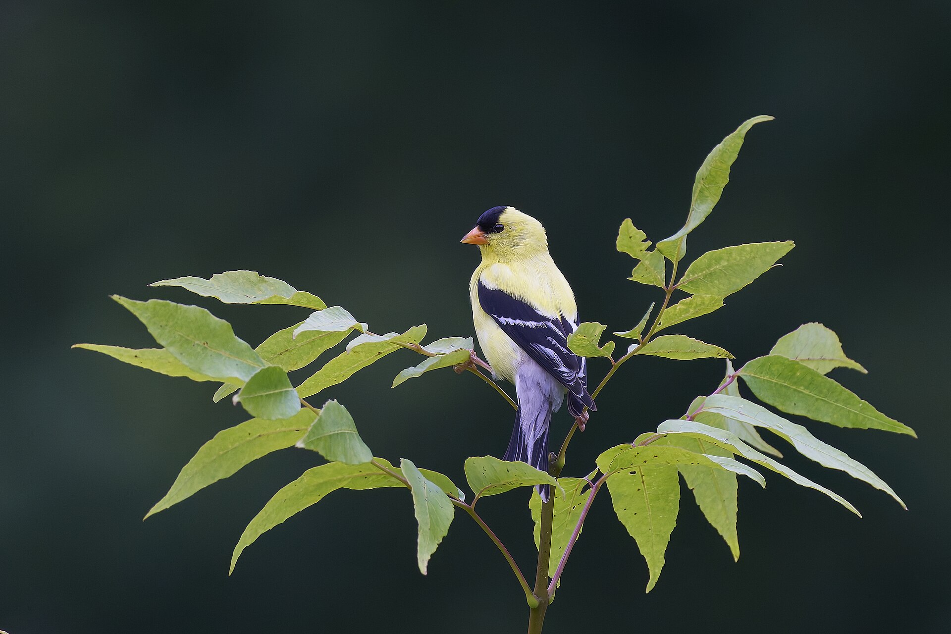American Goldfinch
