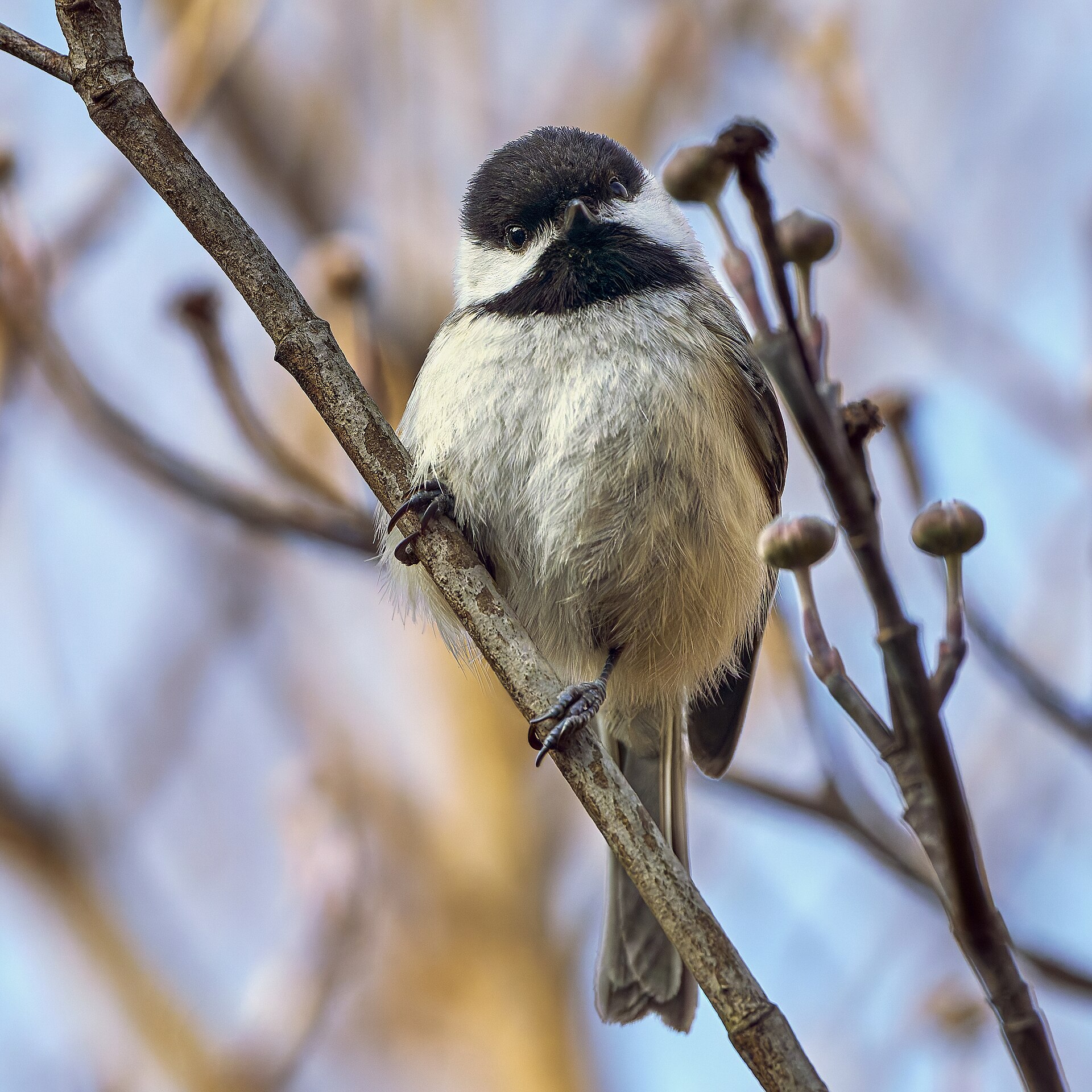 Black-capped Chickadee