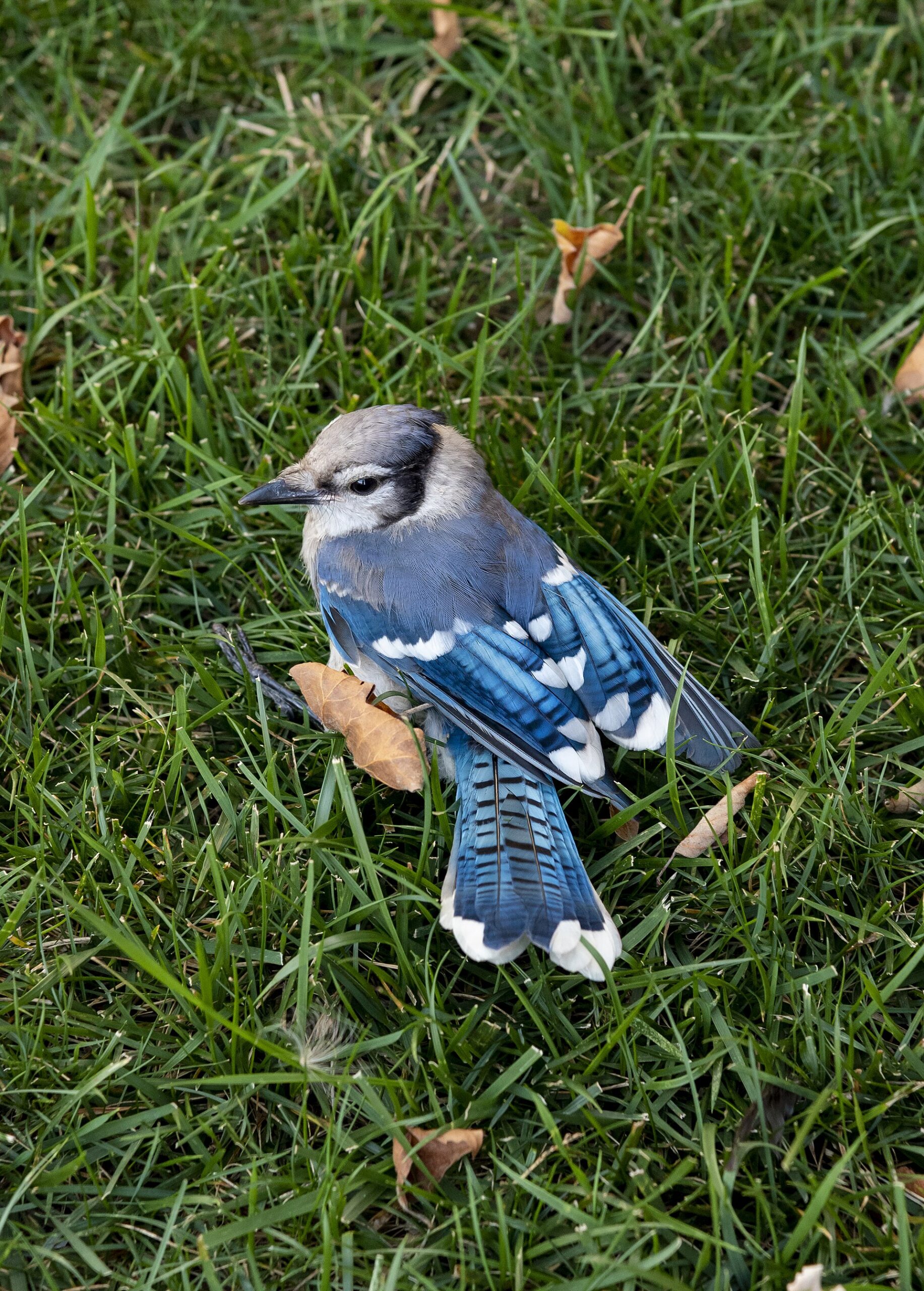 Blue Jay
